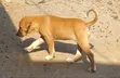 Female Mixed Breed Dog, 1-3 Months Old - 3
