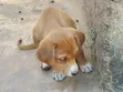 Female Mixed Breed Dog, 1-3 Months Old - 4