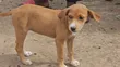 Female Mixed Breed Dog, 1-3 Months Old - 5