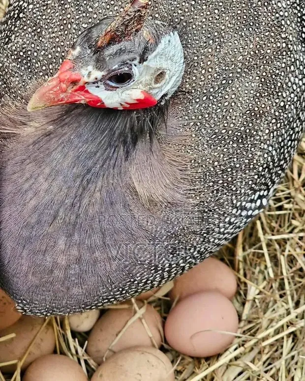 Healthy Guinea Fowl - 1