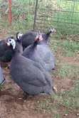 Healthy Guinea Fowl - 2