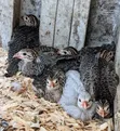Healthy Guinea Fowl - 3