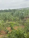 Estate Lands for Sale - Kasoa, Amasaman, Nsawam - 3