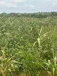 Estate Lands for Sale - Kasoa, Amasaman, Nsawam - 4