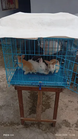 Two Rabbits and Cage Promotion
