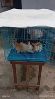Two Rabbits and Cage Promotion - 1