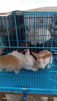 Two Rabbits and Cage Promotion - 2