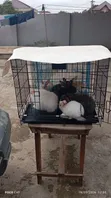 Two Rabbits and Cage Promotion - 3