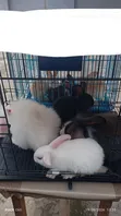 Two Rabbits and Cage Promotion - 4