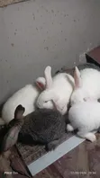 Two Rabbits and Cage Promotion - 5