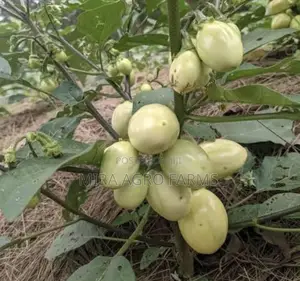 Garden Eggs / Aubergines Seeds & Seedlings
