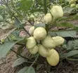 Garden Eggs / Aubergines Seeds & Seedlings - 1