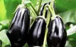 Garden Eggs / Aubergines Seeds & Seedlings - 2