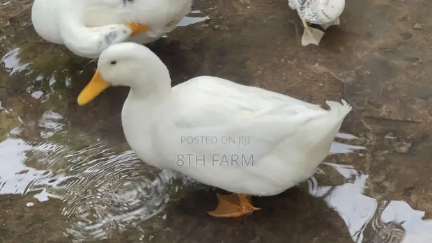 Matured Male Perkins Ducks - 1