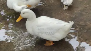 Matured Male Perkins Ducks