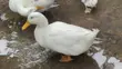 Matured Male Perkins Ducks - 1