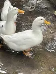 Matured Male Perkins Ducks - 2