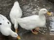 Matured Male Perkins Ducks - 3
