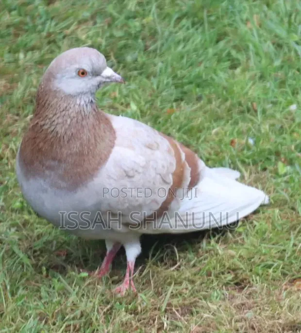 Healthy Dove - All Colors Available - 1