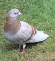 Healthy Dove - All Colors Available - 1