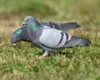 Healthy Dove - All Colors Available - 2