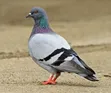 Healthy Dove - All Colors Available - 3