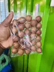 Macadamia Nuts in Shell 250g - 1