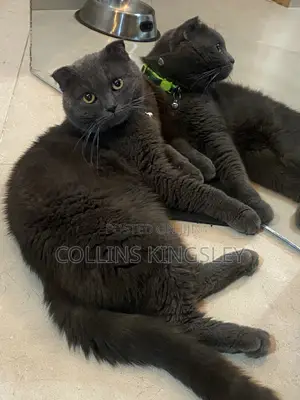1+ Year Male Purebred British Shorthair Cat
