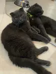 1+ Year Male Purebred British Shorthair Cat - 1