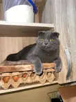 1+ Year Male Purebred British Shorthair Cat - 2