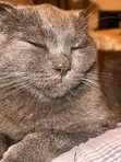 1+ Year Male Purebred British Shorthair Cat - 3