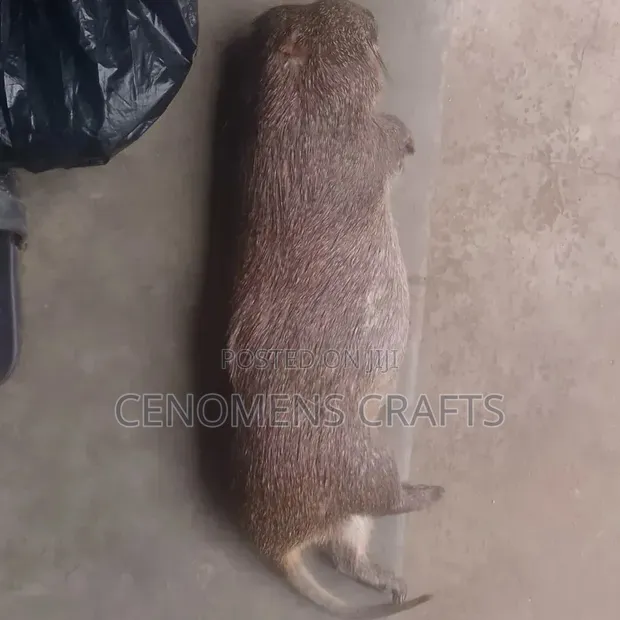 Grass Cutter Meat - 1