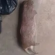 Grass Cutter Meat - 1