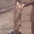 Grass Cutter Meat - 2