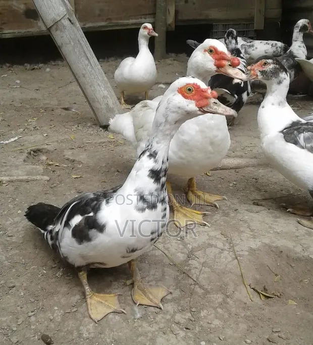 Healthy Ducks for Sale - GHS 450 - 1