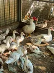 Healthy Ducks for Sale - GHS 450 - 2