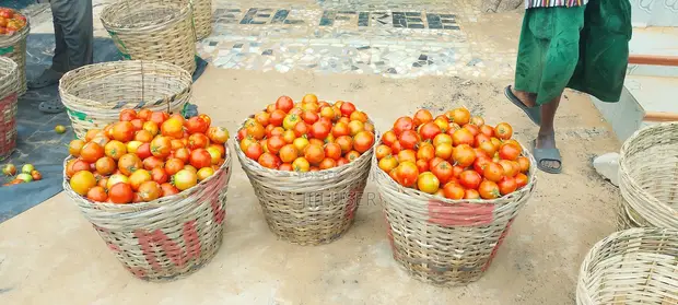 Fresh Tomatoes from Anloga - 1