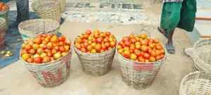 Fresh Tomatoes from Anloga