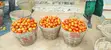 Fresh Tomatoes from Anloga - 1