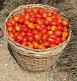 Fresh Tomatoes from Anloga - 2