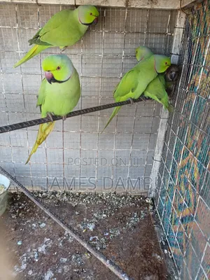 Ringneck Parrots