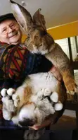 Flemish Giant Rabbits - Large Breed - 1