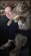 Flemish Giant Rabbits - Large Breed - 2