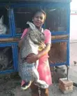 Flemish Giant Rabbits - Large Breed - 3