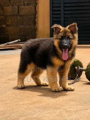 1-3 Month Male Purebred German Shepherd Puppy