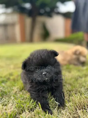 Female Purebred Pomeranian Puppy (1-3 Months)
