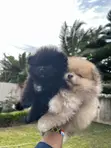 Female Purebred Pomeranian Puppy (1-3 Months) - 2