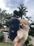 Female Purebred Pomeranian Puppy (1-3 Months) - 3
