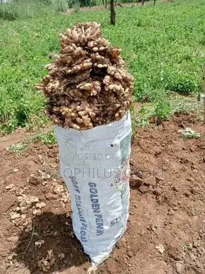 Fresh Ginger for Sale