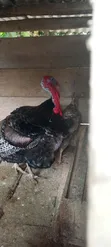 Hybrid Male Turkey - 1